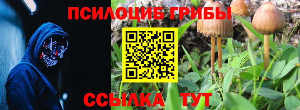 Псилоцибиновые грибы Psilocybe Магадан